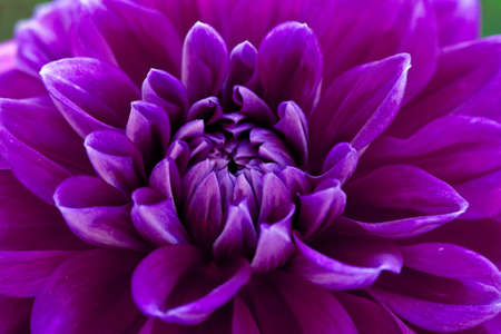 Purple Bloomの写真素材