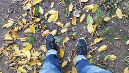 Yellow leaves on ground.の写真素材