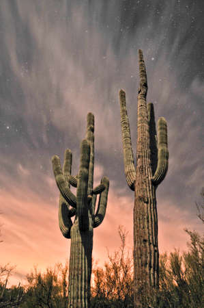 Saguaro Cacti at night, Sonran desert Arizona.の写真素材