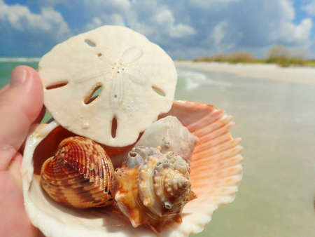 Sand dollar and shells
