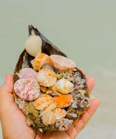 Shell collection in hand Lovers Key State Park, Floridaの写真素材