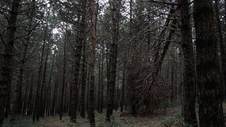 Fallen Tree