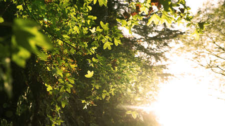 Green Forest