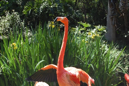 Flamingo Dancingの写真素材