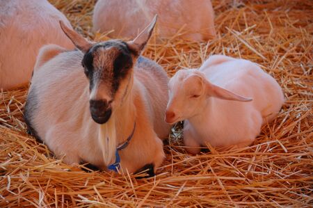 Mom can I ask you something の写真素材