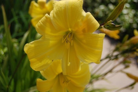 Yellow Sunshine Tiger Lilyの写真素材