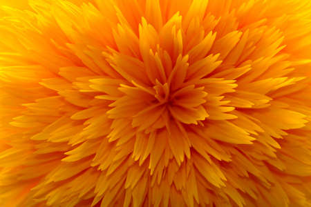 sunflower macroの写真素材