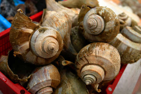                 shellfish on display at fishmarket