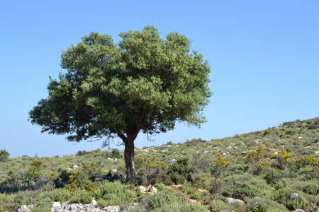 Olive tree in the hillocks.の写真素材