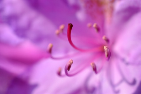 The Rhododendrons are full in bloom in the spring, photographed up close micro recording の写真素材