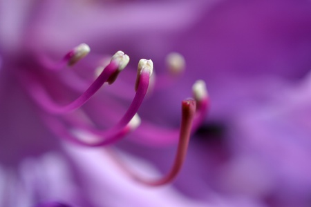 The Rhododendrons are full in bloom in the spring, photographed up close micro recording の写真素材