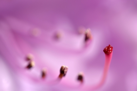 The Rhododendrons are full in bloom in the spring, photographed up close micro recording の写真素材