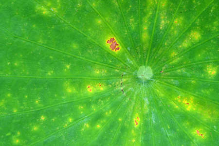 Veins of a lotus leaf pattern in the Hortus Botanicus in Leiden, The Netherlands 
