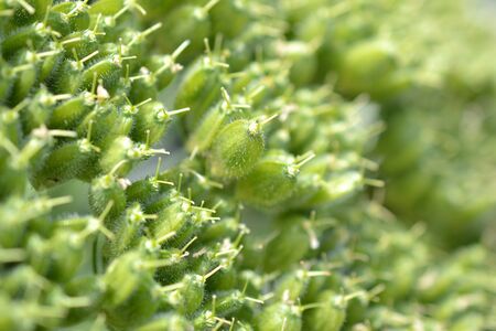Micro photo from a Giant Hogweed or Heracleum mantegazzianum after flowering の写真素材