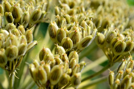 Micro photo from a Giant Hogweed or Heracleum mantegazzianum after flowering.の写真素材