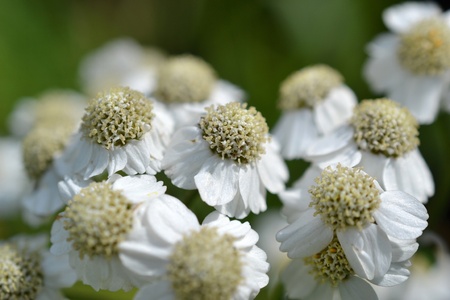 At estate De Horsten in Voorschoten in The Netherlands the Wild Bertram or Achillea Ptarmica is in bloom  の写真素材