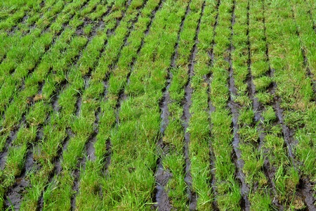 The farmer has finished the injection with slurry on a meadow in Wichmond, The Netherlands の写真素材