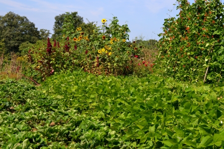 Vegetables and flowers at Castle Hackforts garden in Vorden, The Netherlands の写真素材