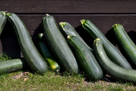 Courgettes lie in the Sun against a shed in the vegetable garden of Castle Hack fort in Vorden, The Netherlands の写真素材