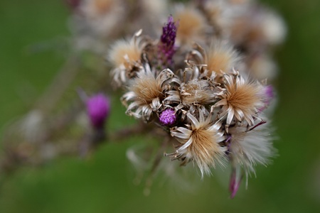 Along the Boelekeerlpad in Zelhem, The Netherlands, are Thistles in August almost finished blooming の写真素材