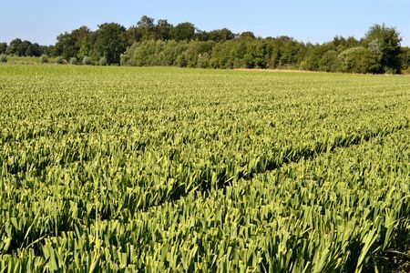 The gladiolus in Zelhem, The Netherlands are cut の写真素材