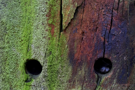 Detail of the colours and wood structure of a pole in The Posbank nature reserve, Netherlands の写真素材