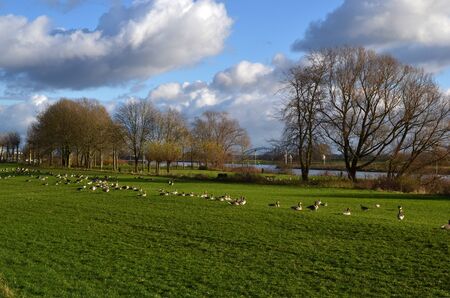 Geese graze in the floodplains along the Rhine Arnhem, Hevea village, The Netherlands の写真素材