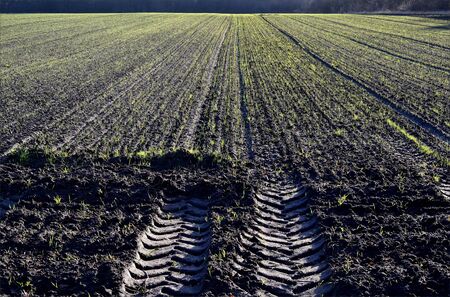 On the ploughed field grows a winter crop in the Netherlands の写真素材
