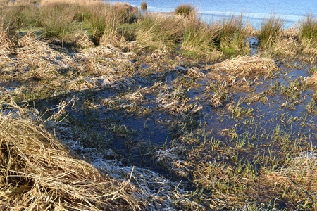 Nature teserve the Green Jonker with water and grassland in The Netherlands の写真素材