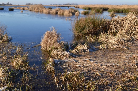 Nature teserve the Green Jonker with water and grassland in The Netherlands の写真素材