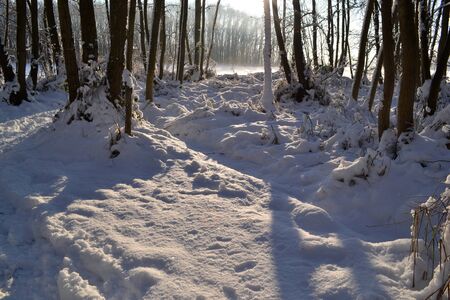 Forest with snow in the Horsten in Wassenaar, Netherlands の写真素材