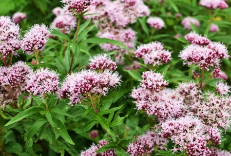 Along the Boelekeerlpad in Zelhem, The Netherlands, the valerian is in bloom の写真素材
