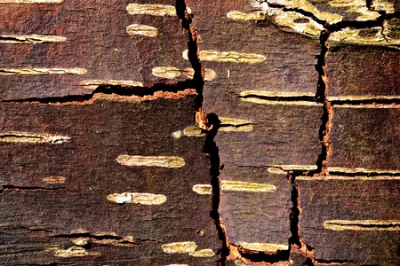 Structure of the bark of a birch tree の写真素材