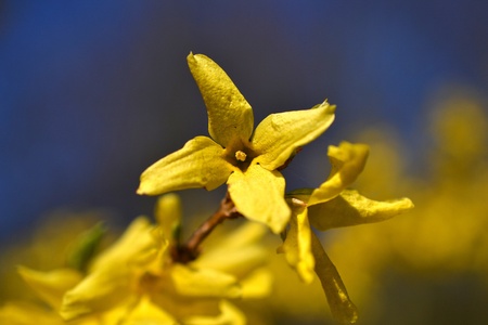 Yellow Forsythia flowers against a blue sky in The Netherlands の写真素材