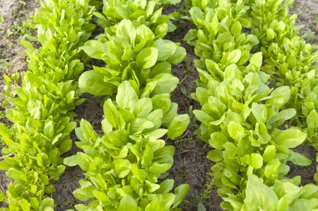 Bed with leaf spinach in the vegetable garden の写真素材