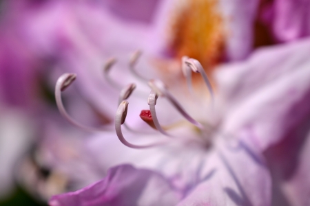 Pistil and Stamen of the Rhododendron flower の写真素材