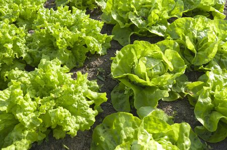 Lettuces in the vegetable garden の写真素材