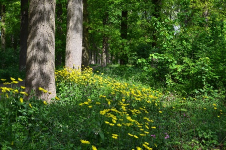 Doronicum pardalianches in the forest の写真素材