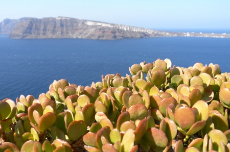 View with succulents of Thira at Santorini island in Greece の写真素材