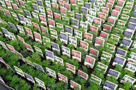 NETHERLANDS - VOORSCHOTEN - CIRCA APRIL 2014  Lupinus plants at wholesale のeditorial素材