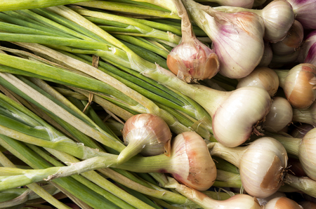Onions are drying in the organic vegetable garden Groentenhof in Leidschendam, Netherlands の写真素材