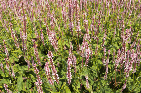 Flowers Knotweed or Polygonaceae in Netherlands.の写真素材