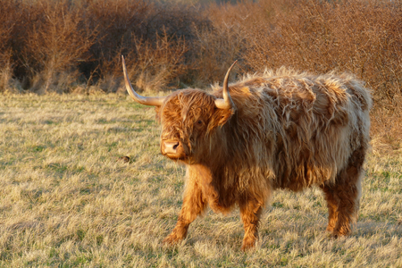 Scottish highlander in nature Lentevreugd Wassenaar, Netherlands.