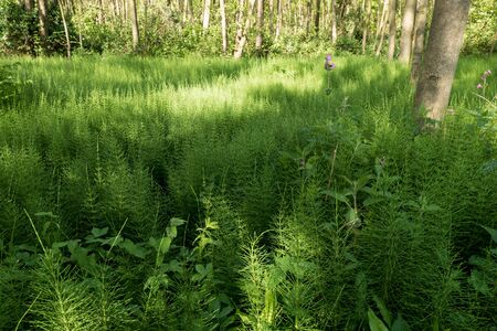 Forest with Horsetail in De Horsten estate in Wassenaar Netherlands.の写真素材