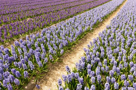 Bulbs fields in the Netherlands near De Zilk.