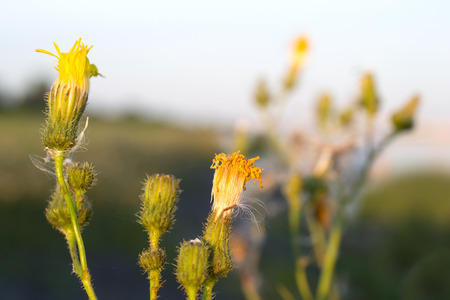 Hypochaeris in bloom in Lemmer, Netherlands.