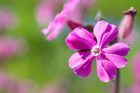 Ragged robin in bloom in Voorschoten, Netherlands.の写真素材
