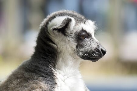 Ring-tailed lemur monkey in The Apenheul in Apeldoorn, Netherlands.