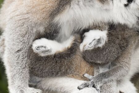 Ring-tailed lemur monkey in The Apenheul in Apeldoorn, Netherlands.の写真素材