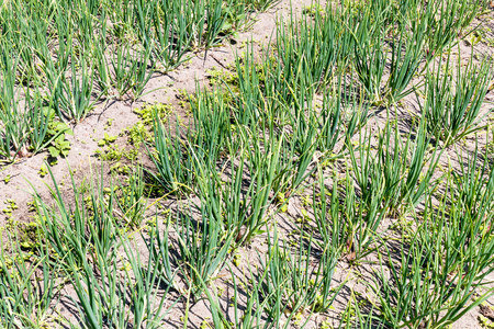 Onions in the organic vegetable garden Groentenhof in Leidschendam, Netherlands.の写真素材